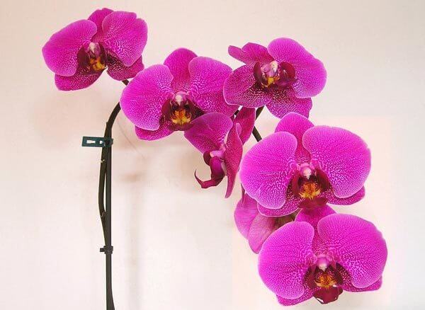 Moth Orchid (Phalaenopsis amabilis)