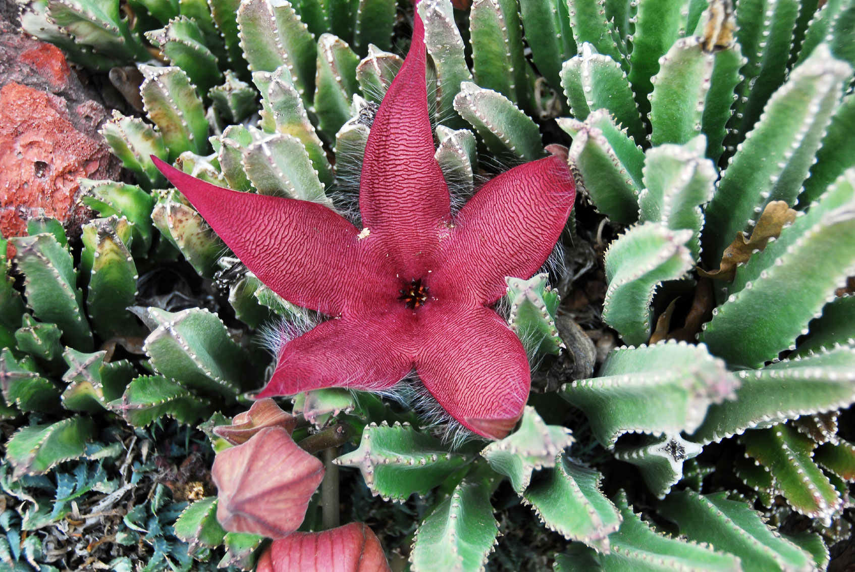  Star Flower (Stapelia grandiflora